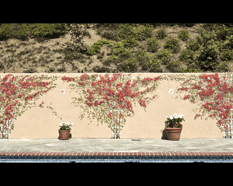 Floral vines and pots against stucco wall